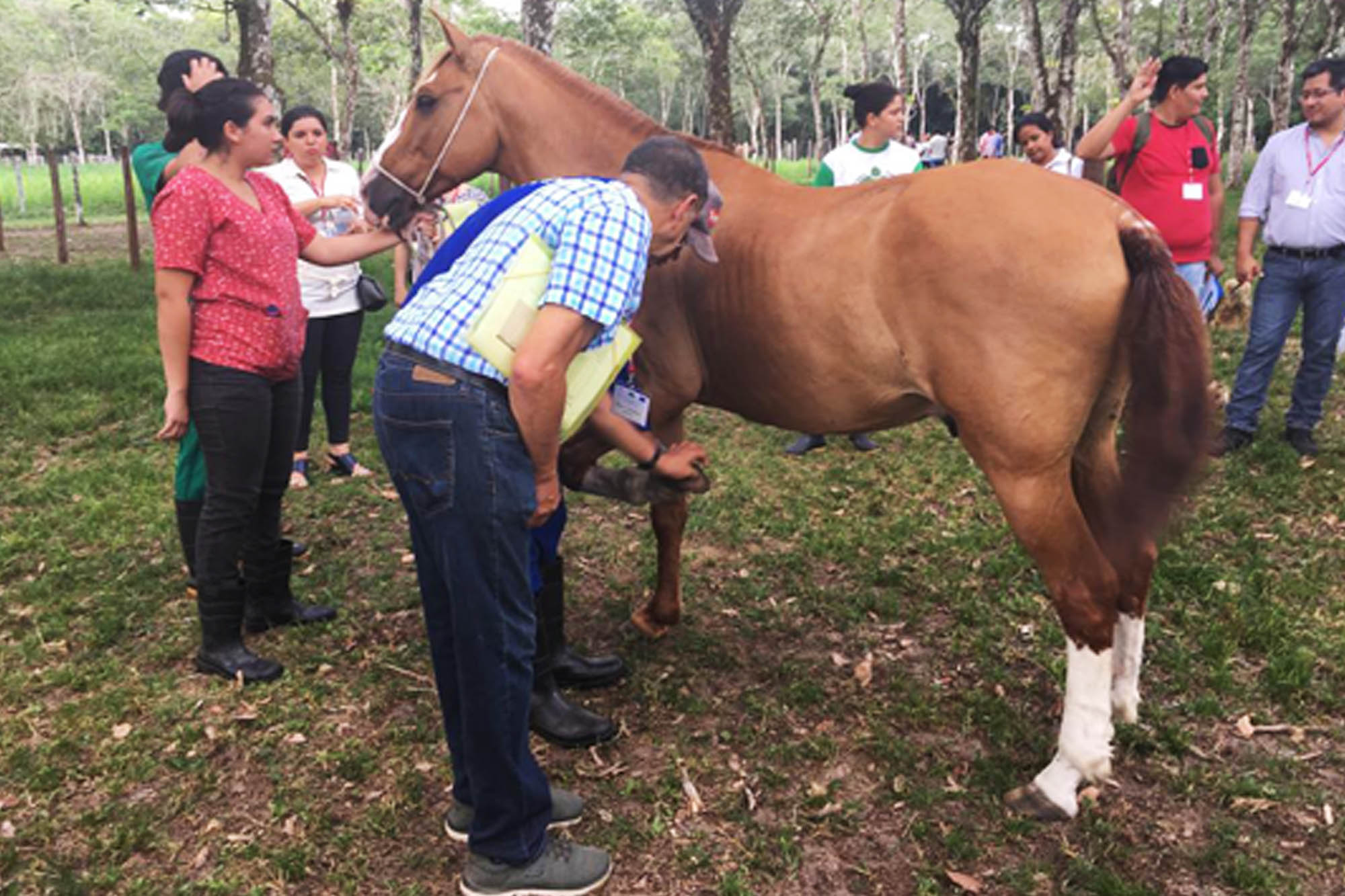 UK equine charities deliver training in Brazil to government officials from across the Americas