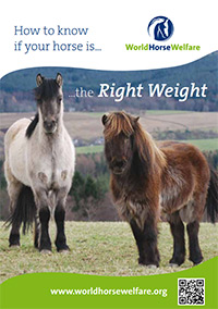 How to know if your horse is. the right weight