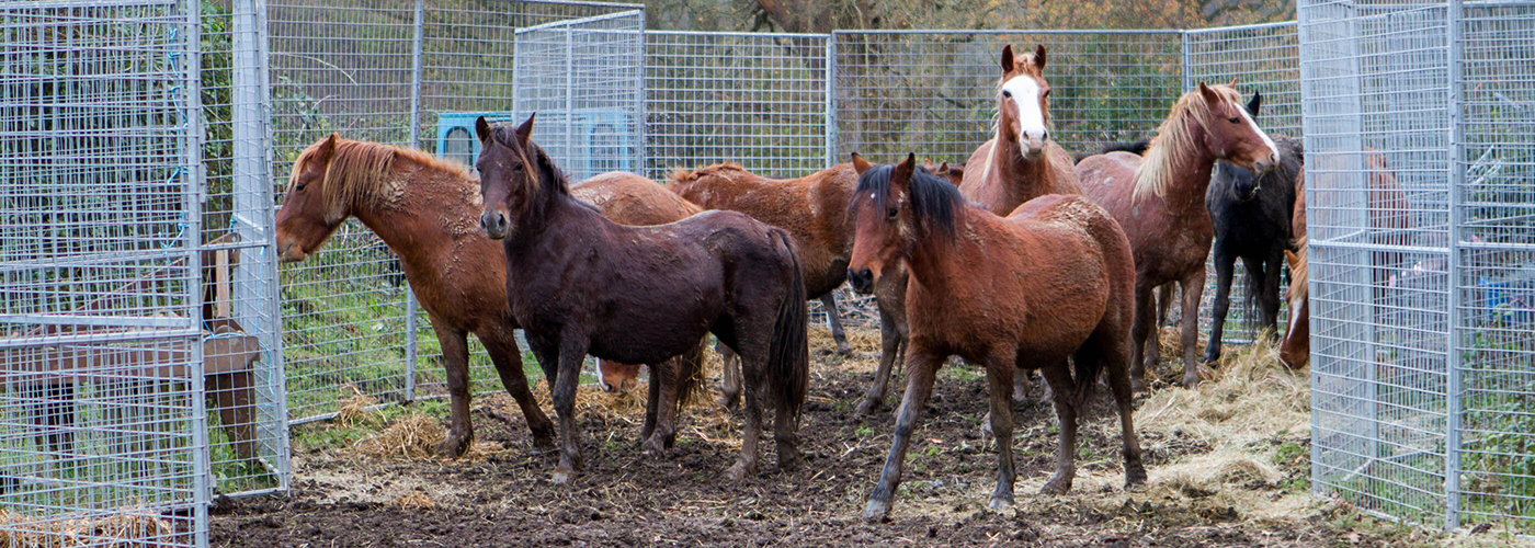 Group of chestnut and brown horses standing in a temporary metal holding pen in a muddy field