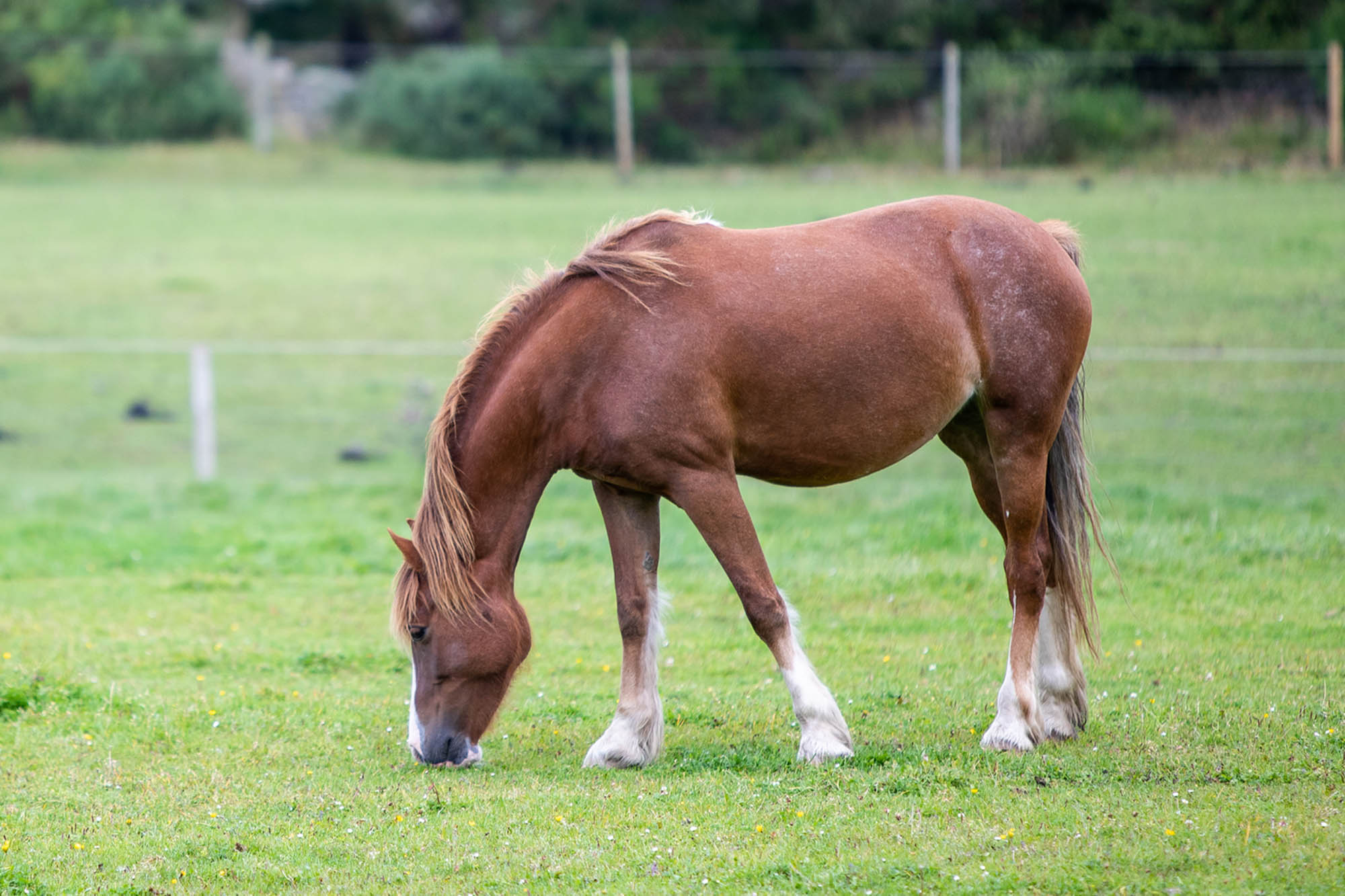 Horse meat scandal