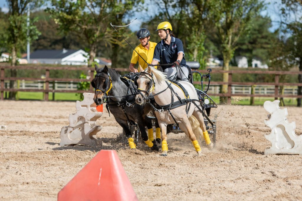 Two driving ponies cantering across an arena