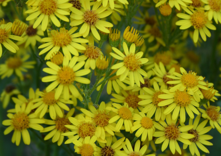 Ragwort mature plant