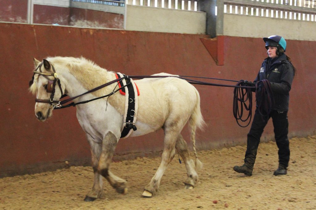 Palomino pony being long reined in an indoor arena