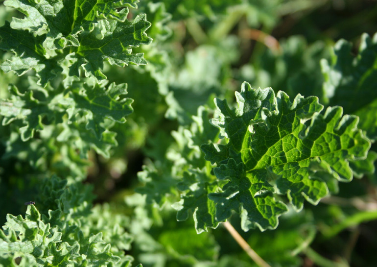 Ragwort rosette