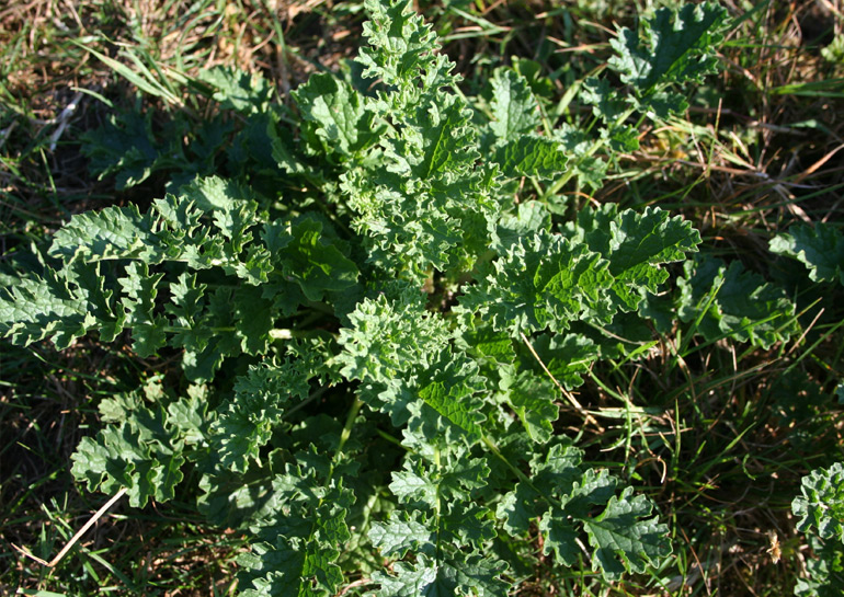 Ragwort rosette