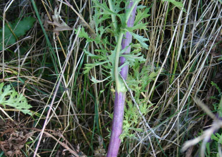 Ragwort mature roots