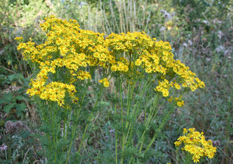 Mature Ragwort plant