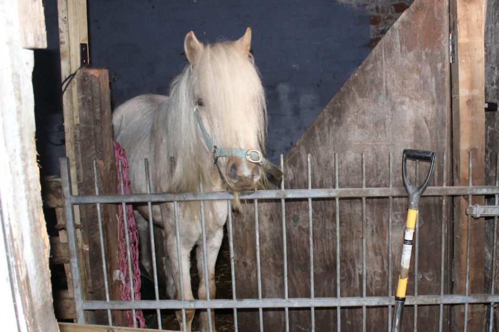 Palomino pony standing in derelict stable