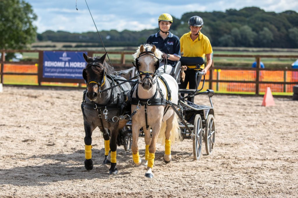 Two driving ponies trotting down an arena