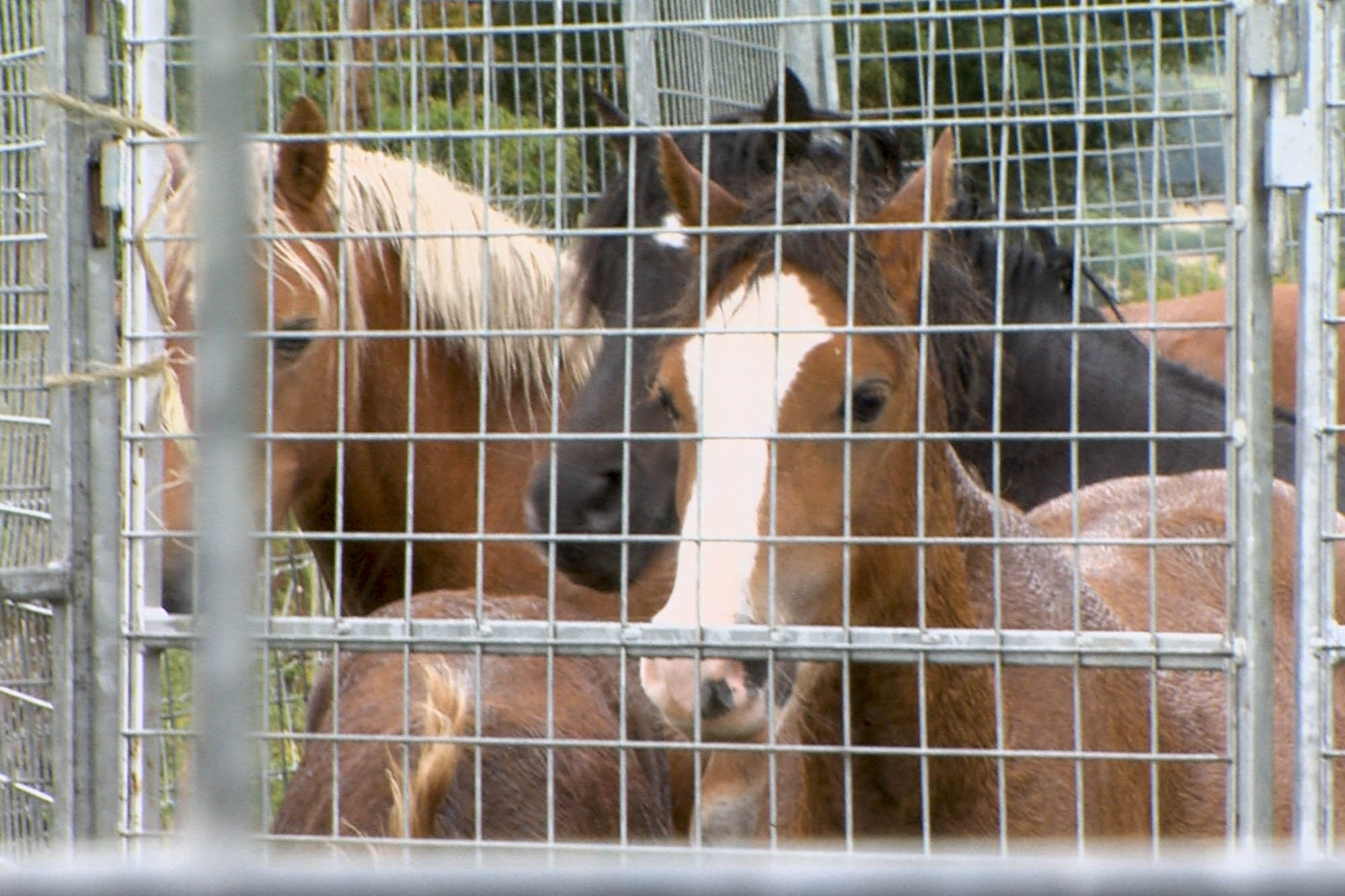 Two people jailed after being convicted of numerous animal welfare charges