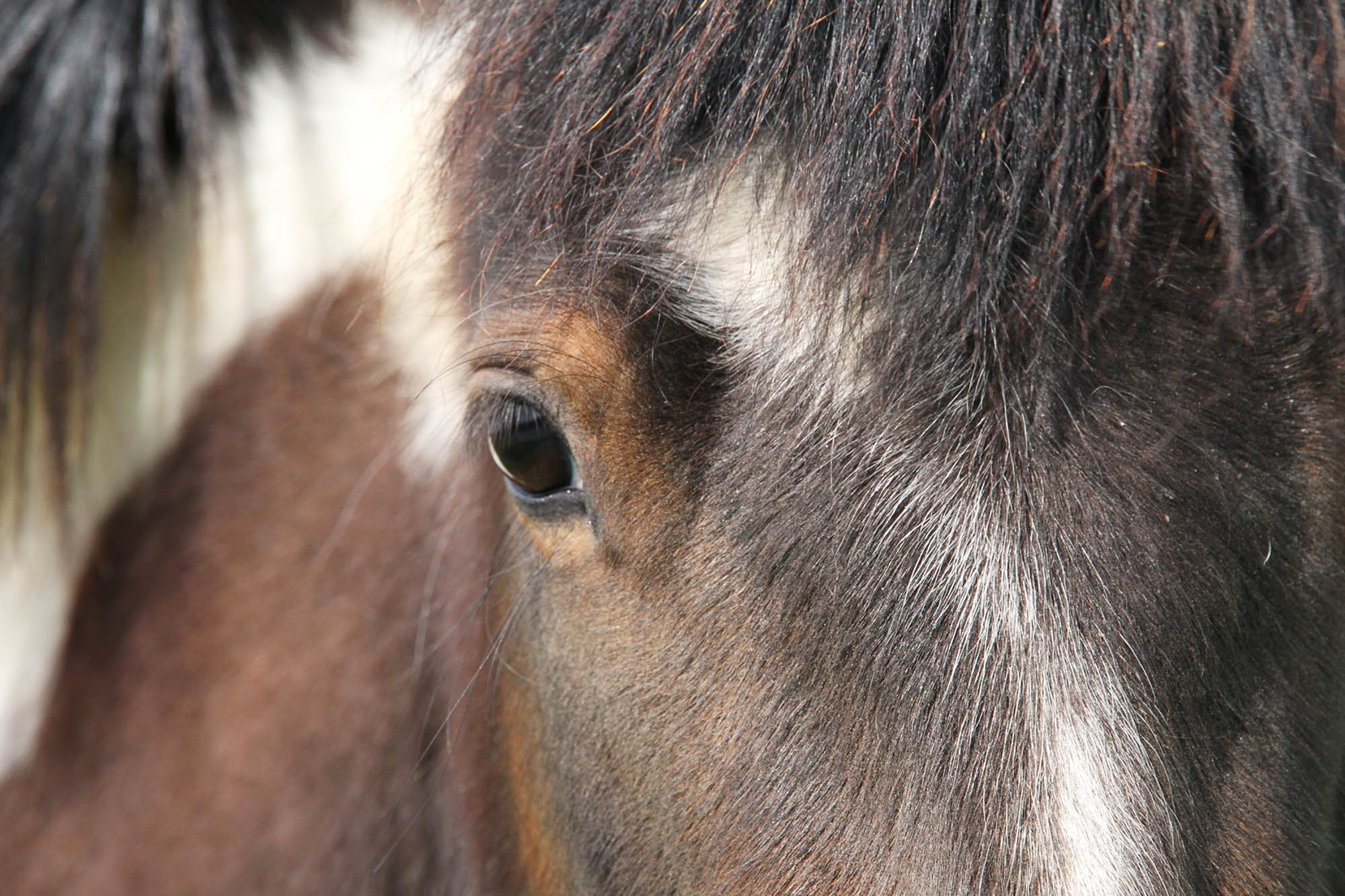 ‘Who is Responsible?’ asks World Horse Welfare at Annual Conference 2019