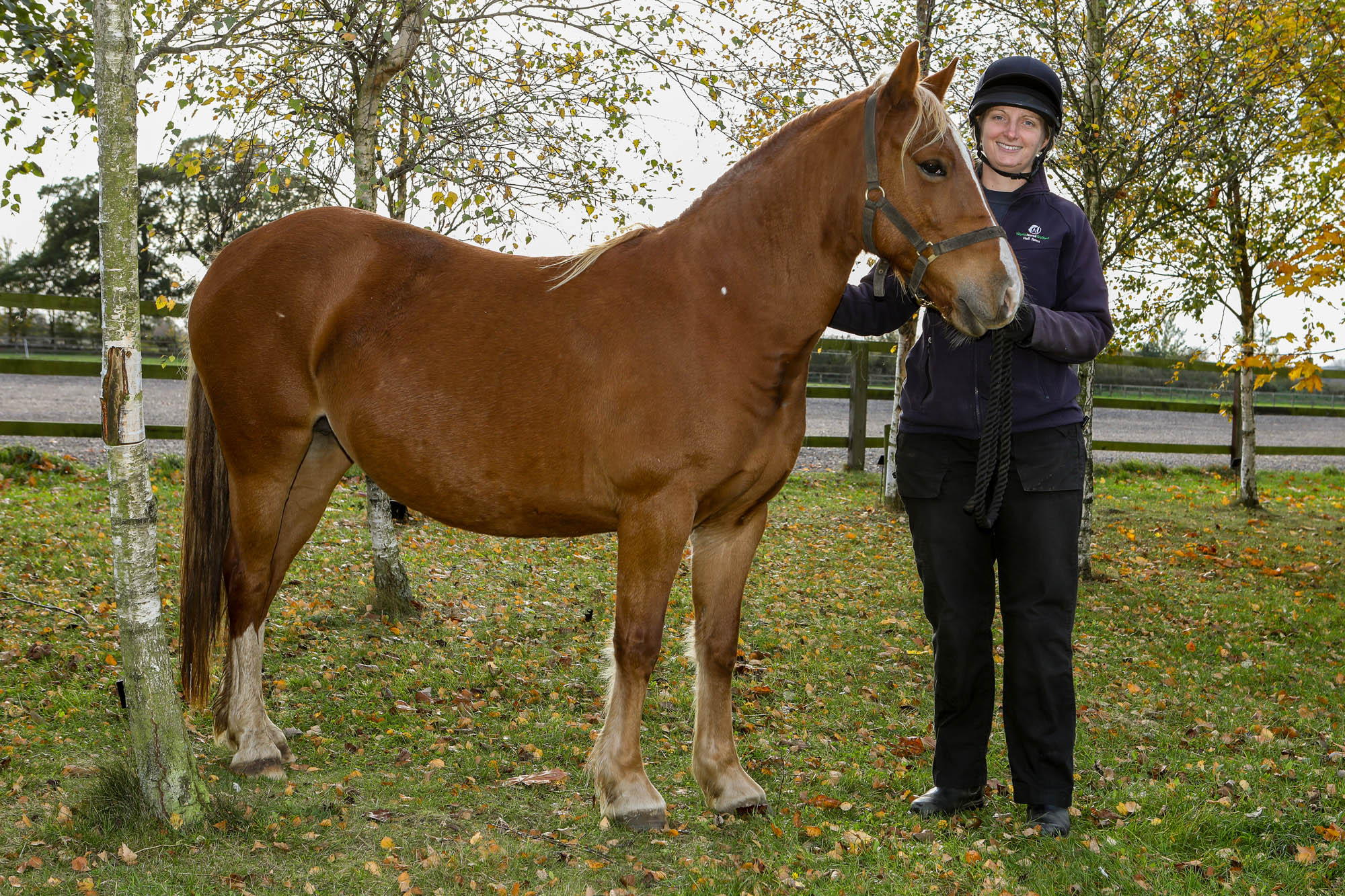 What we do - World Horse Welfare