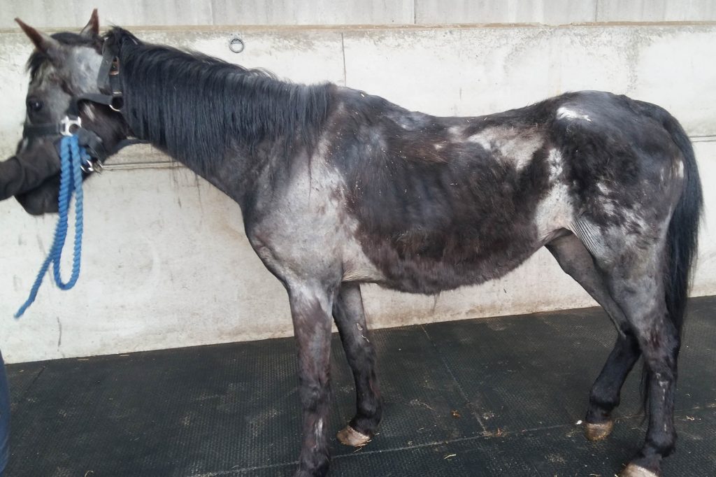 Emaciated black pony with large patches of his coat rubbed away due to lice