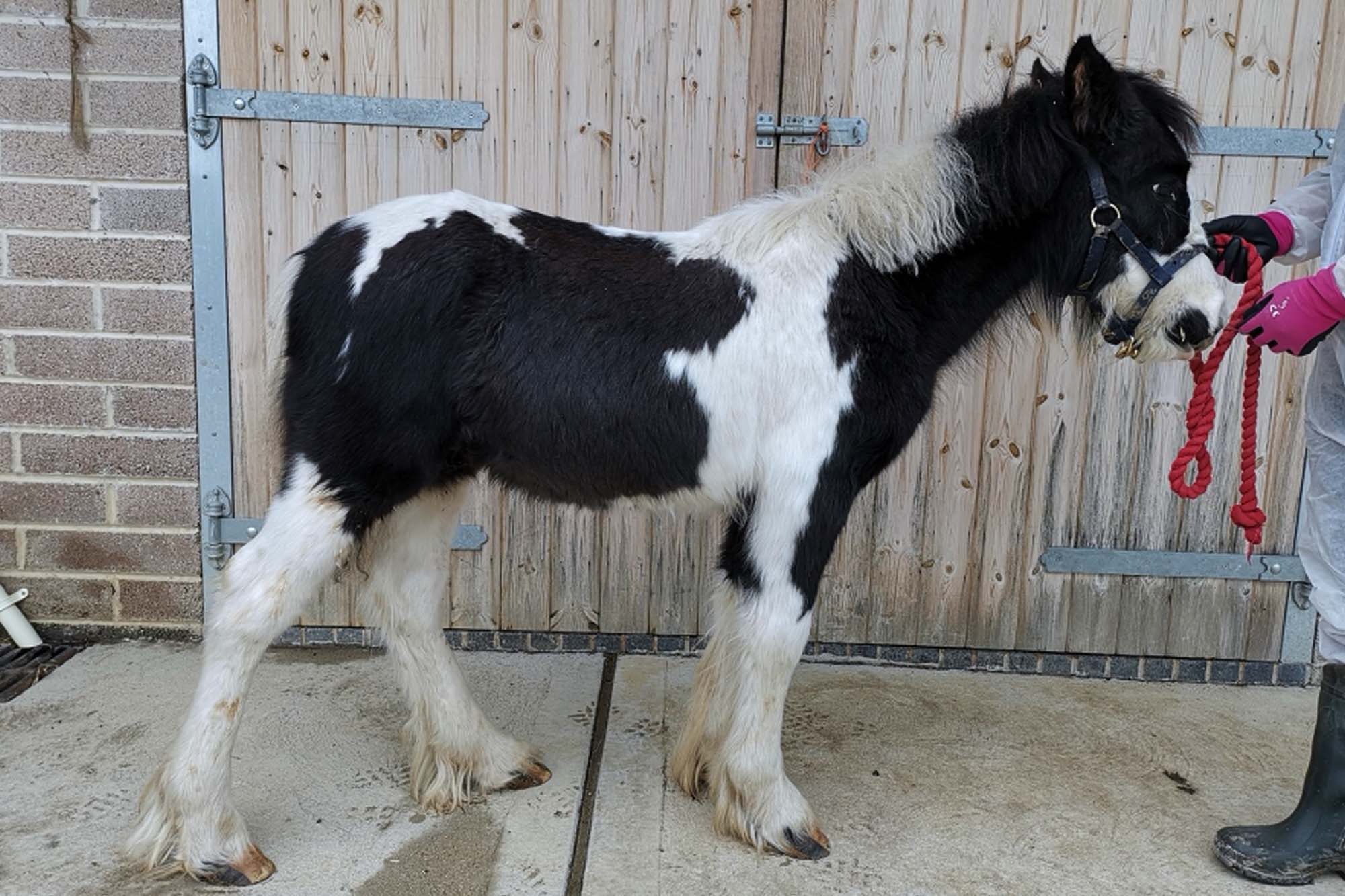 Elf’s journey from nervous neglected young foal to calming friend