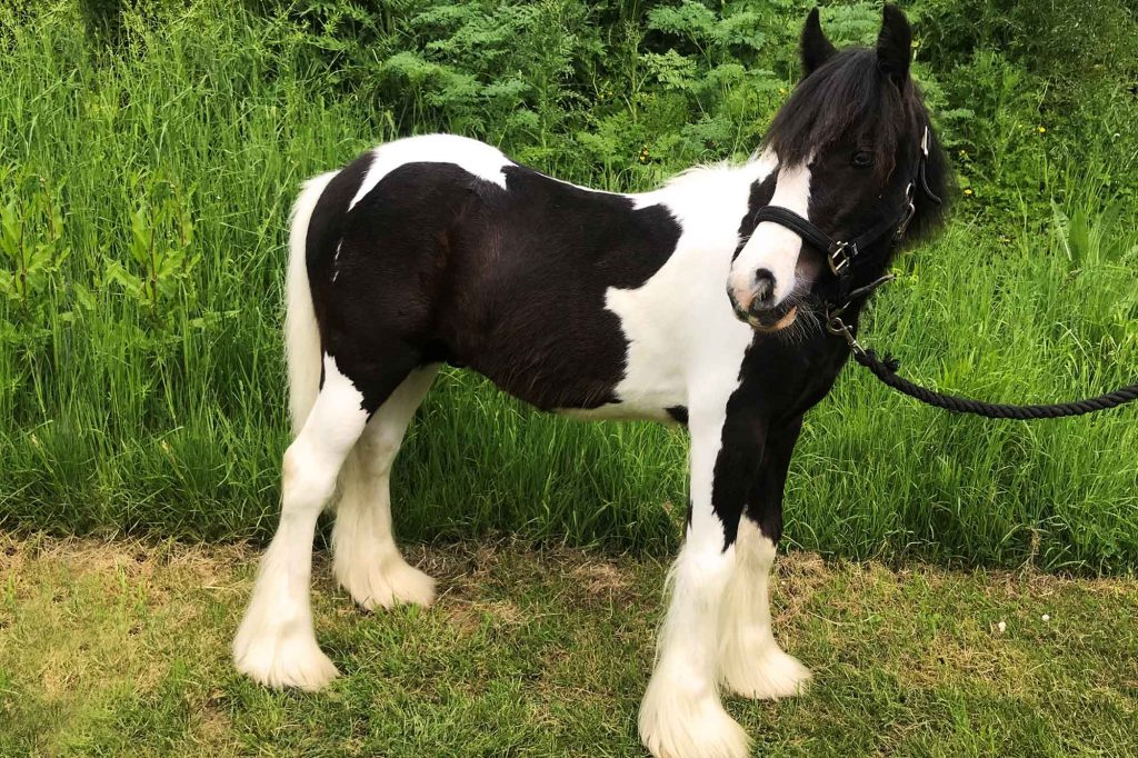 Beautifully turned out piebald pony standing on grass in front of a hedge