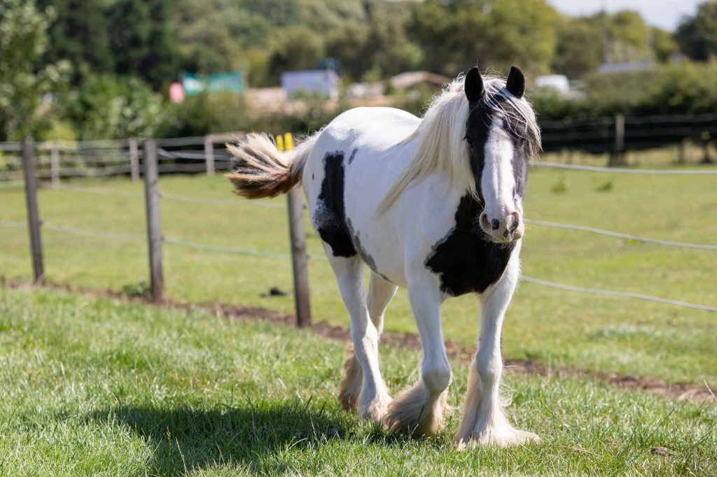 Piebald pony walking along a fence line