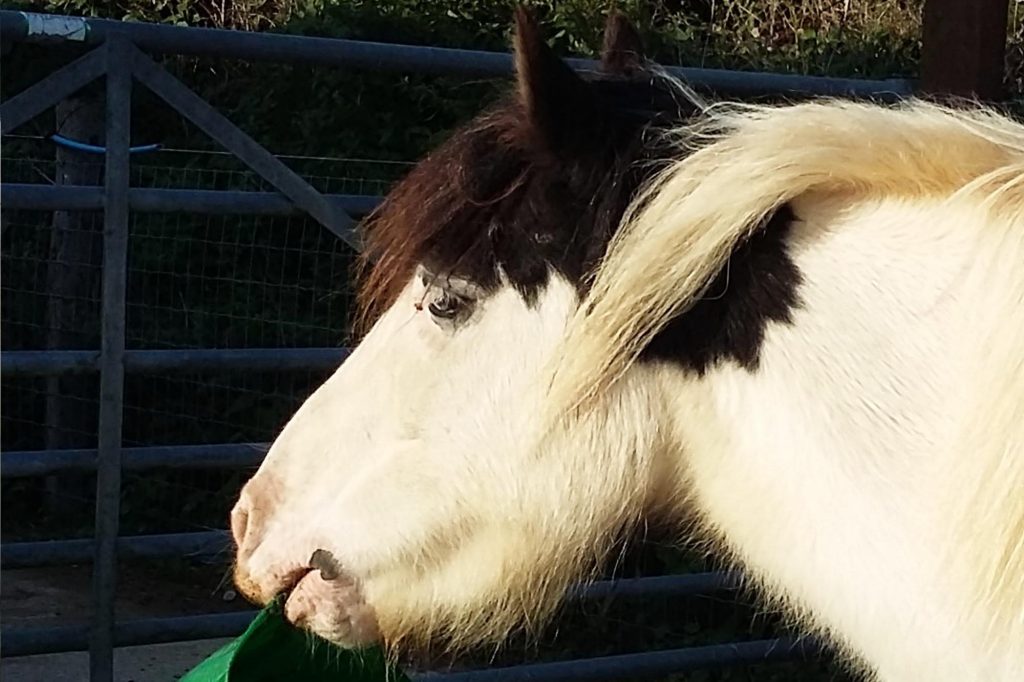 Piebald pony with green bucket in his mouth