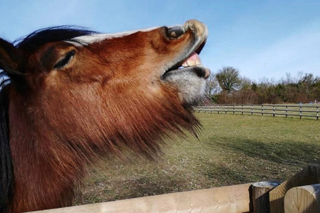 Bay pony stood in field with her lip curled up