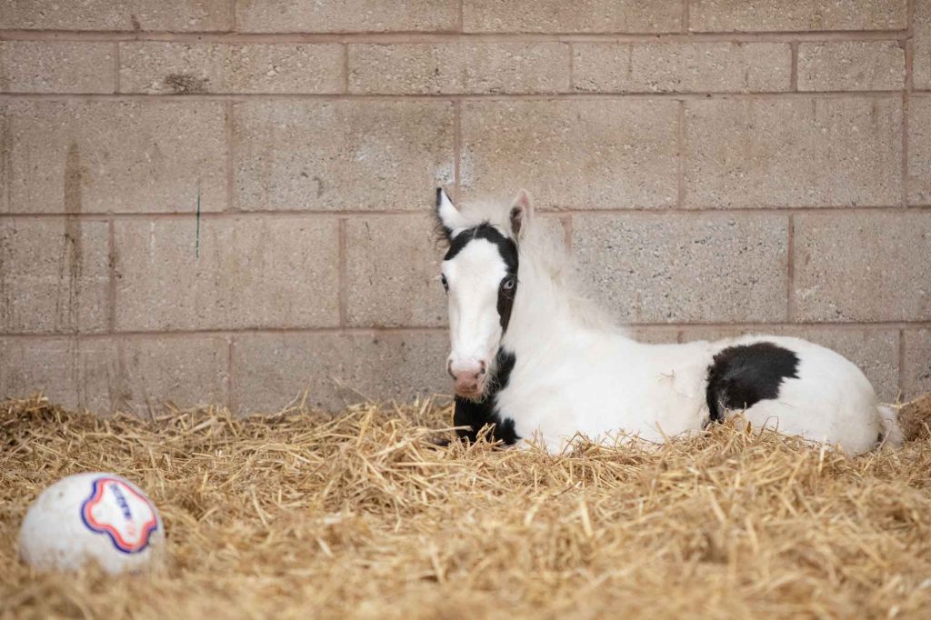 Piebald foal lying in deep straw bed