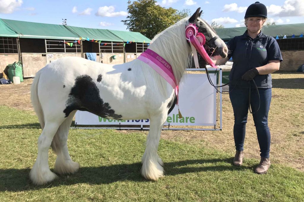 Piebald pony with champion sash and rosette stood with her handler