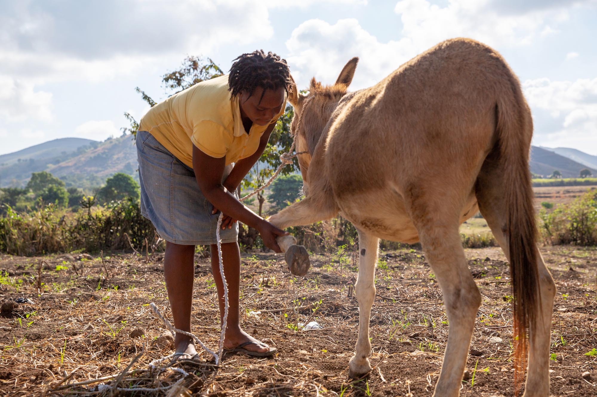 World Horse Welfare thanks public for huge response to UK Aid Match Haiti Appeal
