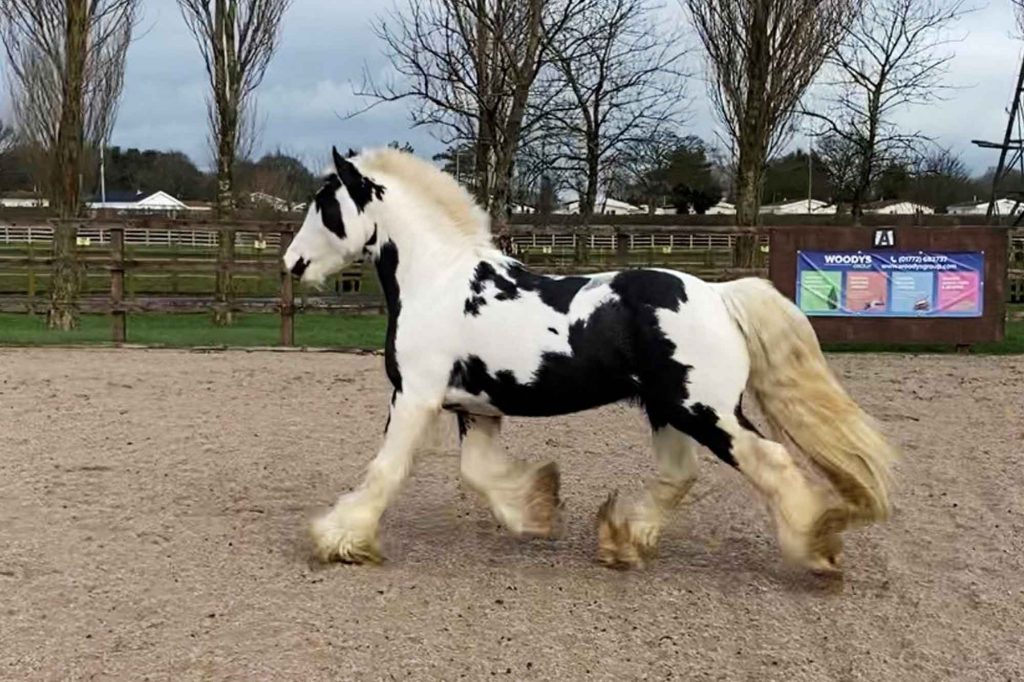 Piebald pony trotting across arena