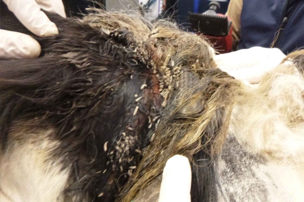 Headcollar embedded in piebald pony's head