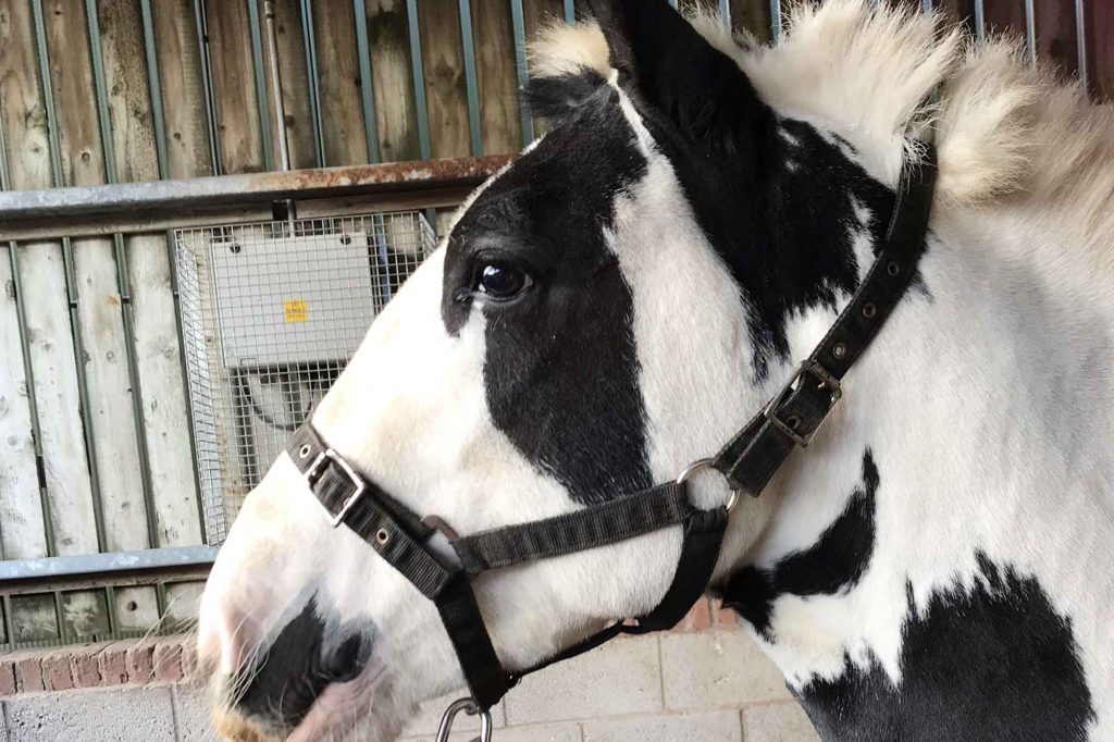 Piebald pony stood in a barn