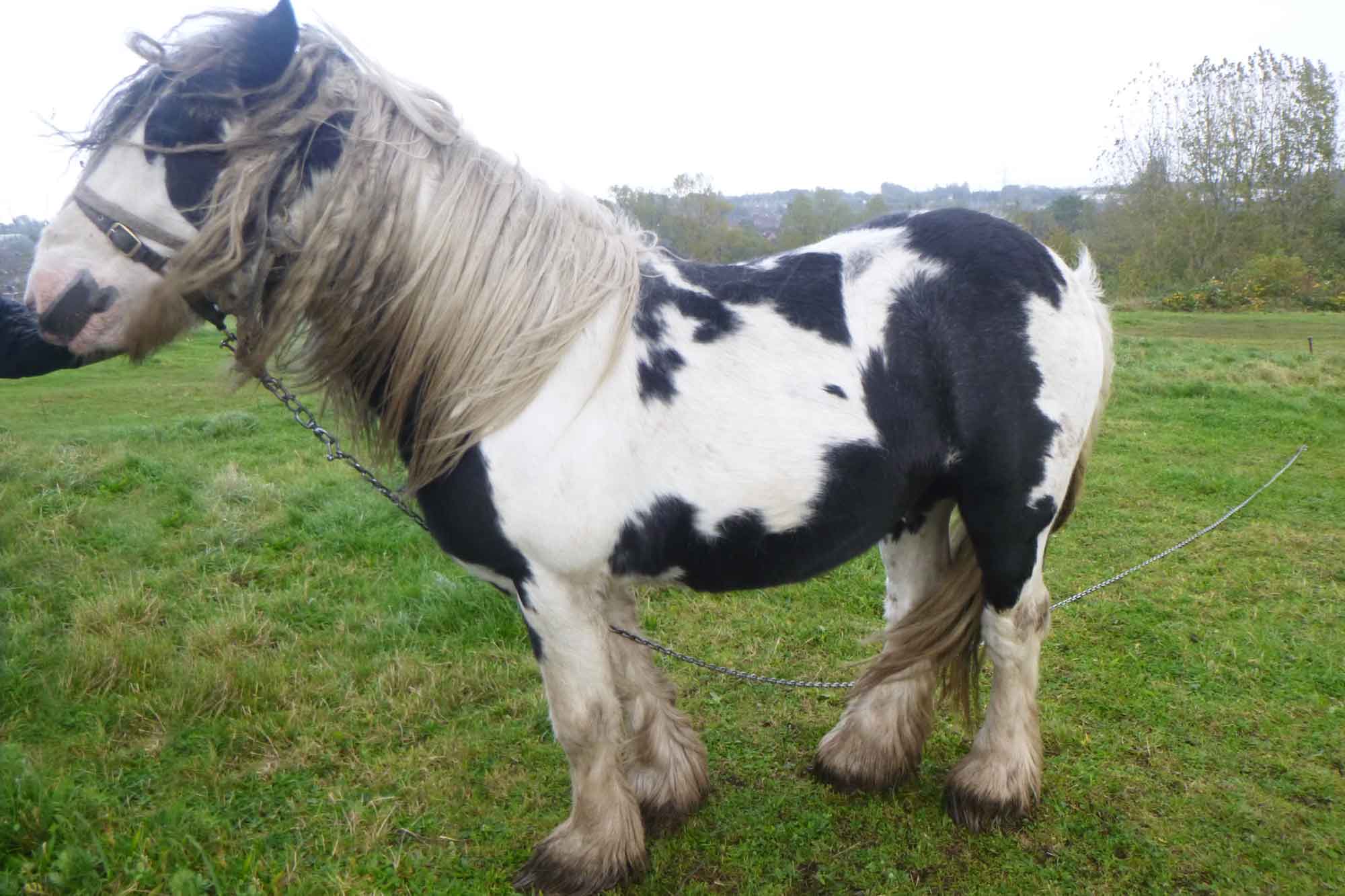 Man banned from keeping horses for ten years after allowing headcollar to become embedded in pony’s head