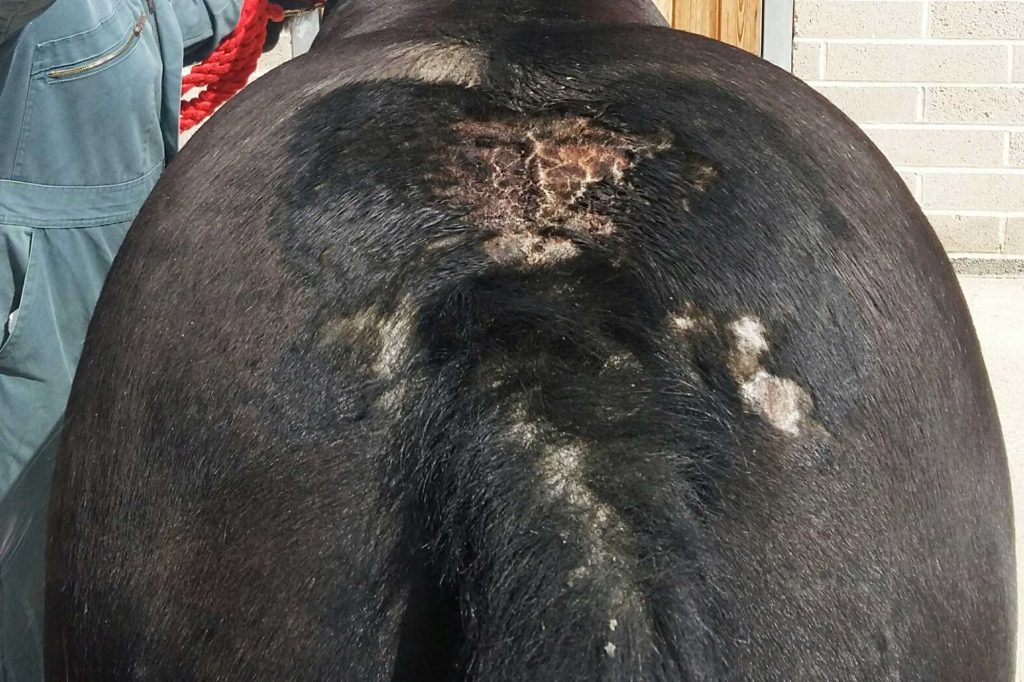 Black pony with severe skin aggravation on her rump