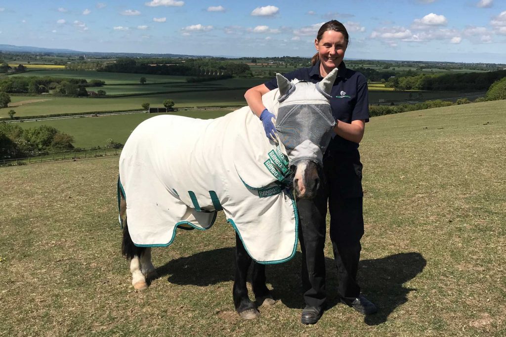 Black pony wearing fly rug and mask