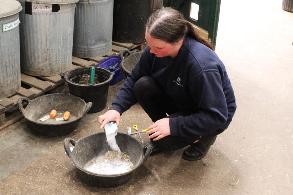 World Horse Welfare groom mixing up feeds