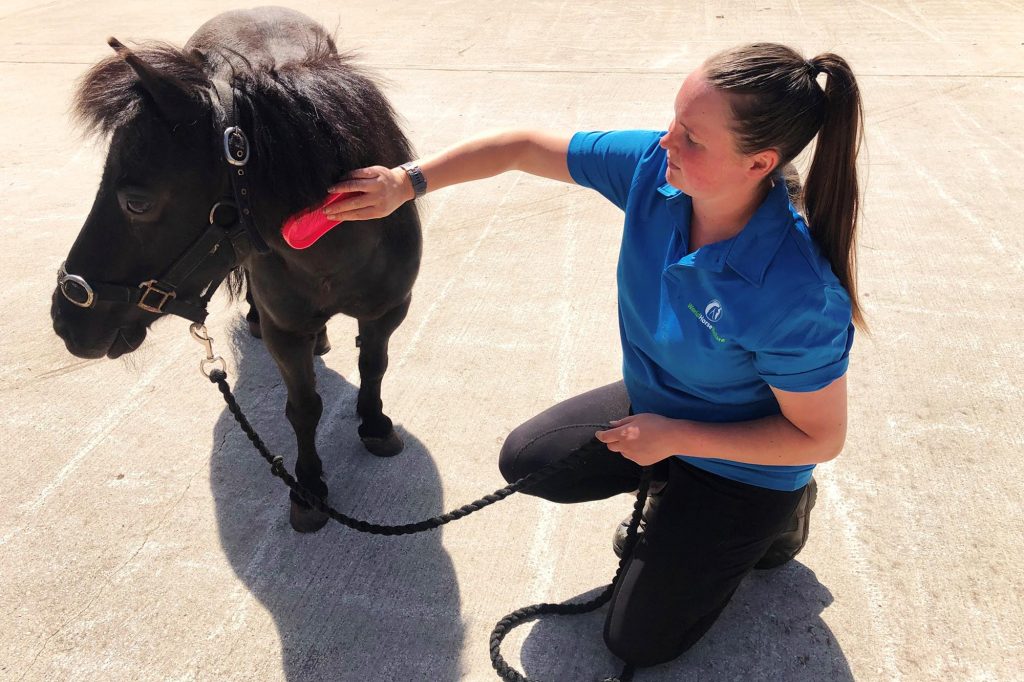 Black pony being groomed by her handler