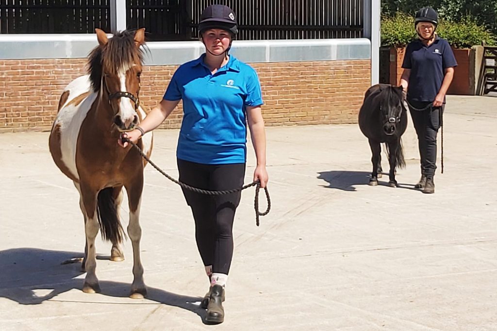 Two ponies being led across a yard