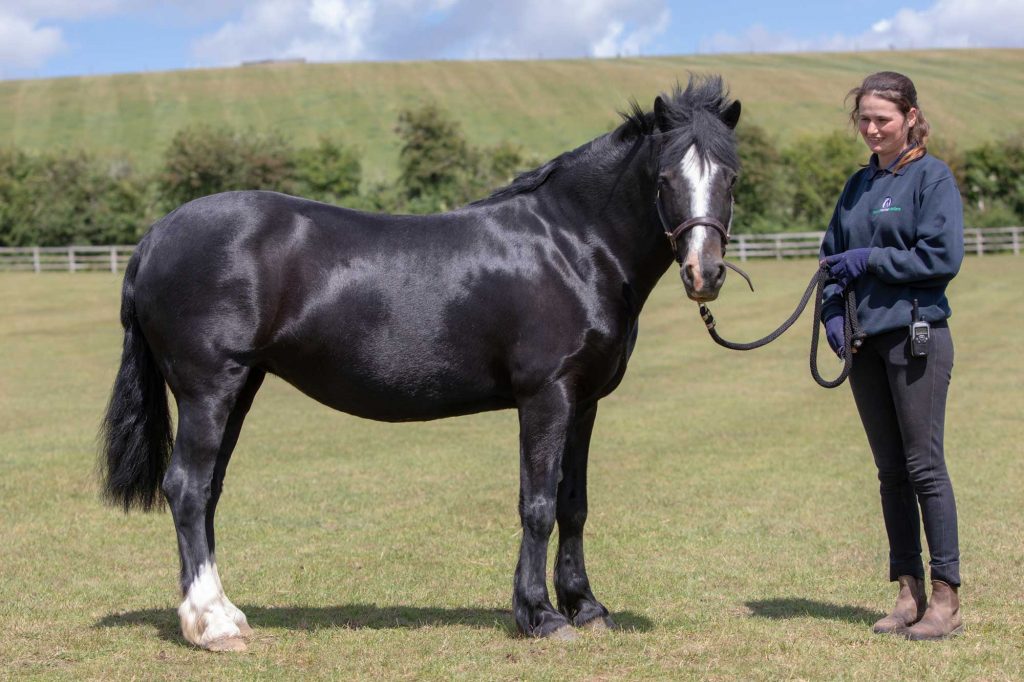 Black pony stood in grassy paddock with World Horse Welfare groom