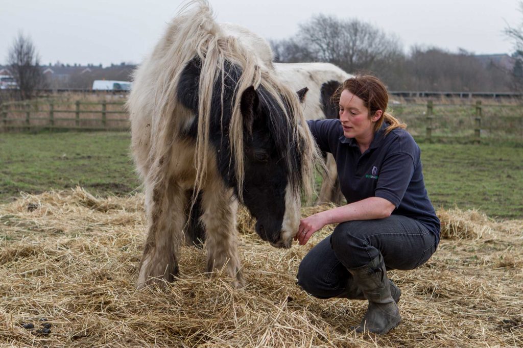 World Horse Welfare Field Officer checking piebald pony in poor condition