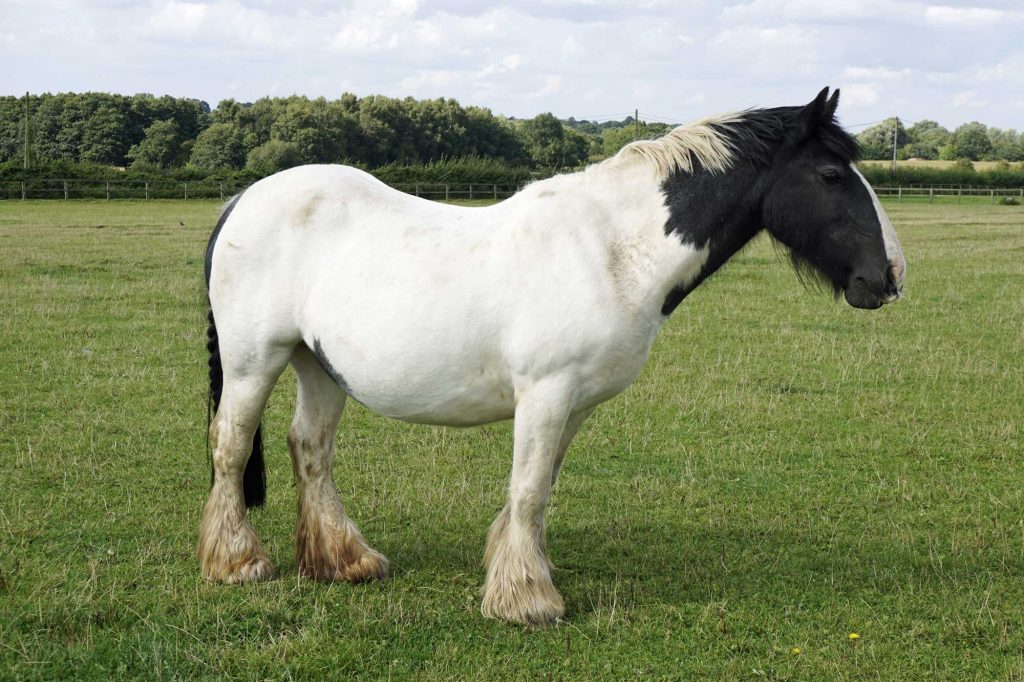 Piebald pony stood in a grassy field