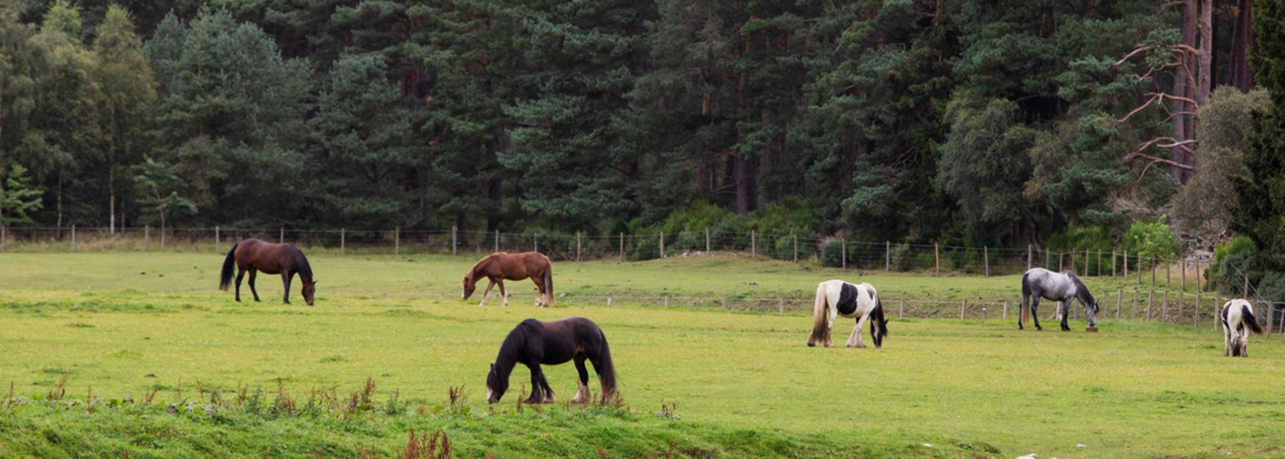 Pasture management for horse paddocks World Horse Welfare