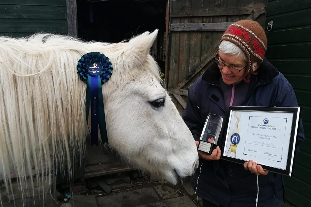 Grey pony with champion rosette