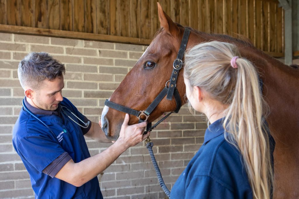 Vet checking exterior of horse's head