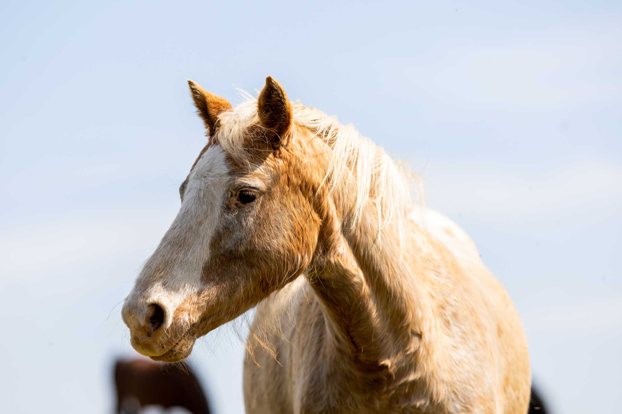 World Horse Welfare confirms its centres will remain closed to the public until 2021