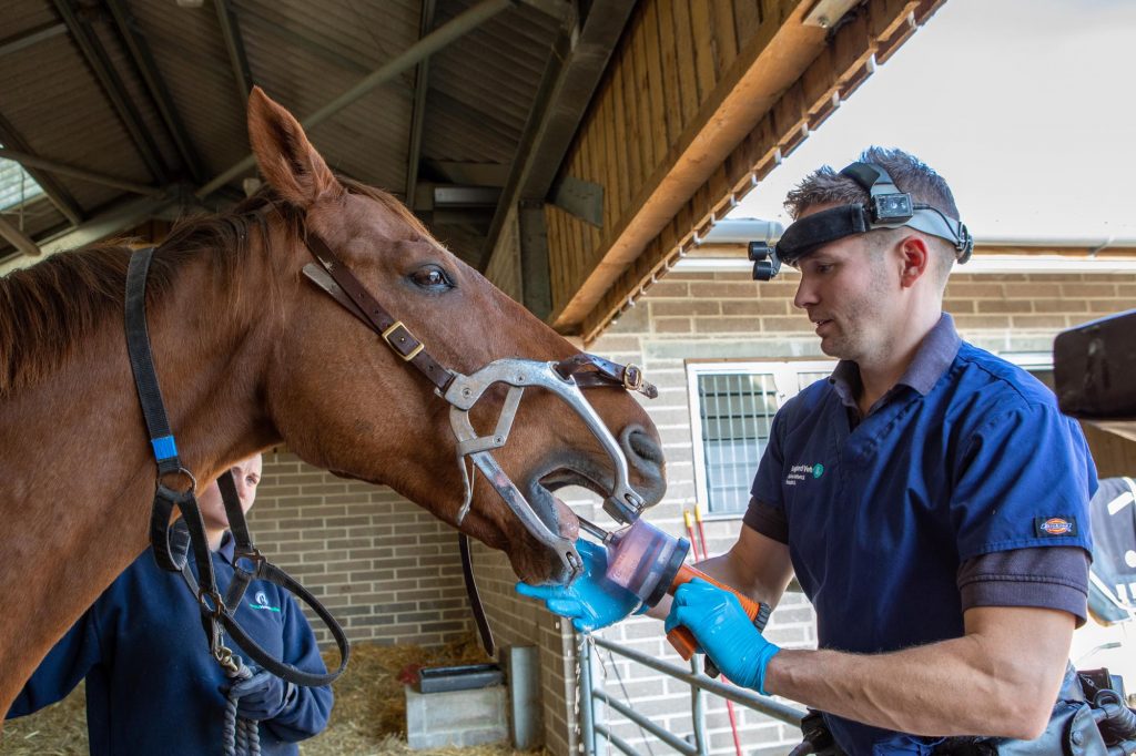 Vet rinsing horse's mouth prior to dental treatment