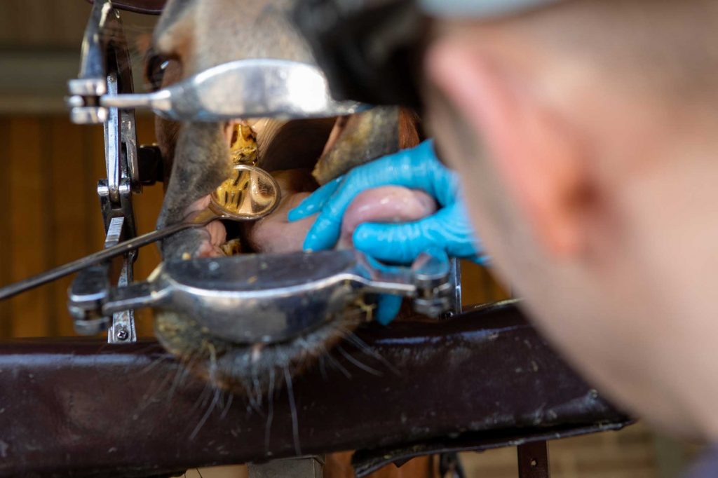 Vet inspecting inside of horse's mouth