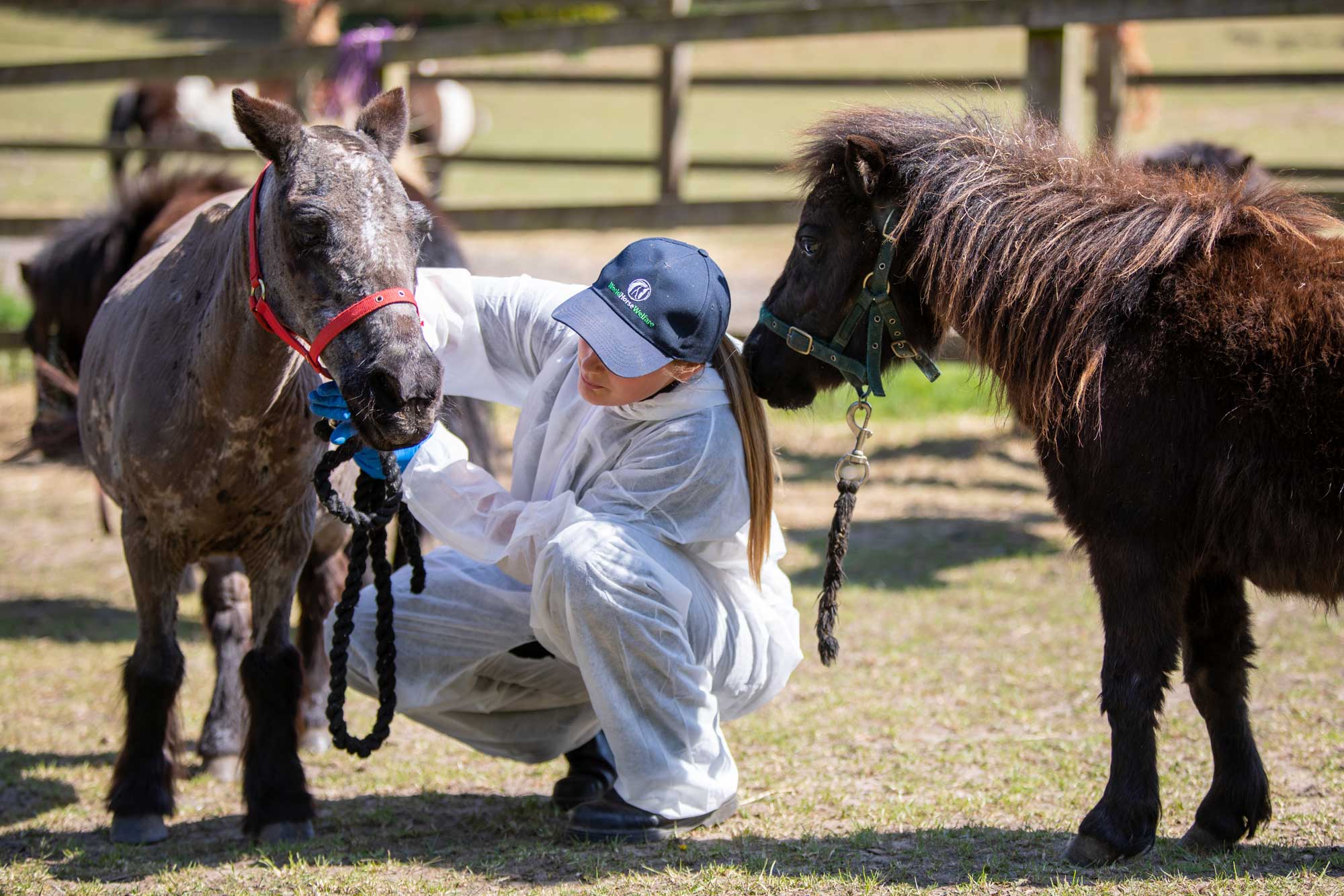 Survey shows dramatic effect of Covid-19 on equine rescue organisations