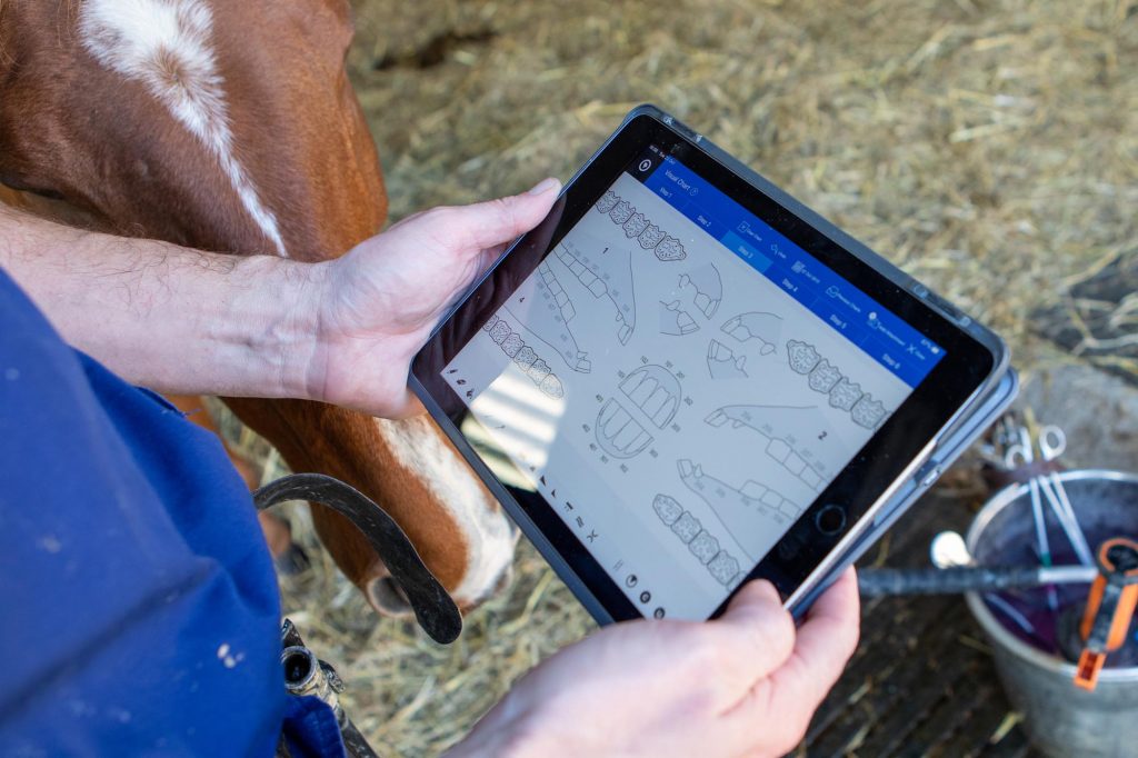 Vet compiling chart to record horse's dental treatment