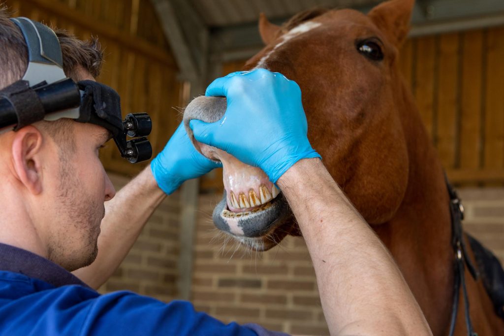 Vet checking horse's incisors