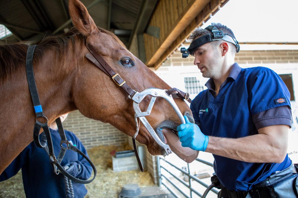 Vet checking horse's teeth