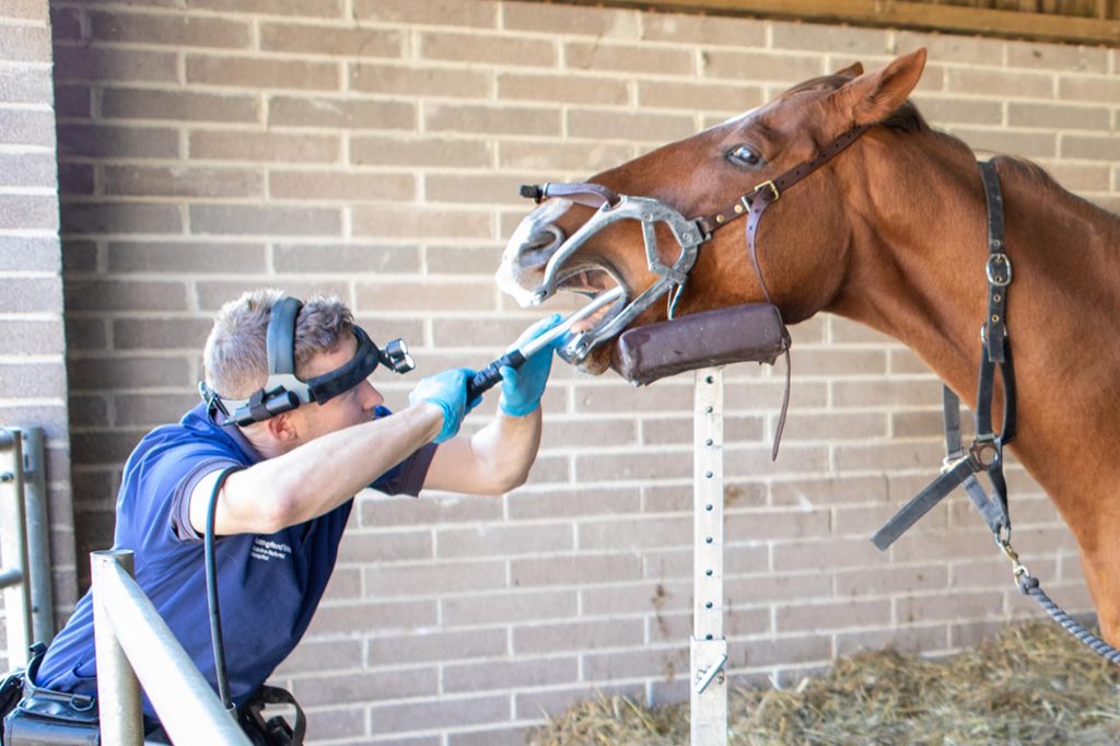 Vet treating horse's teeth with power tools