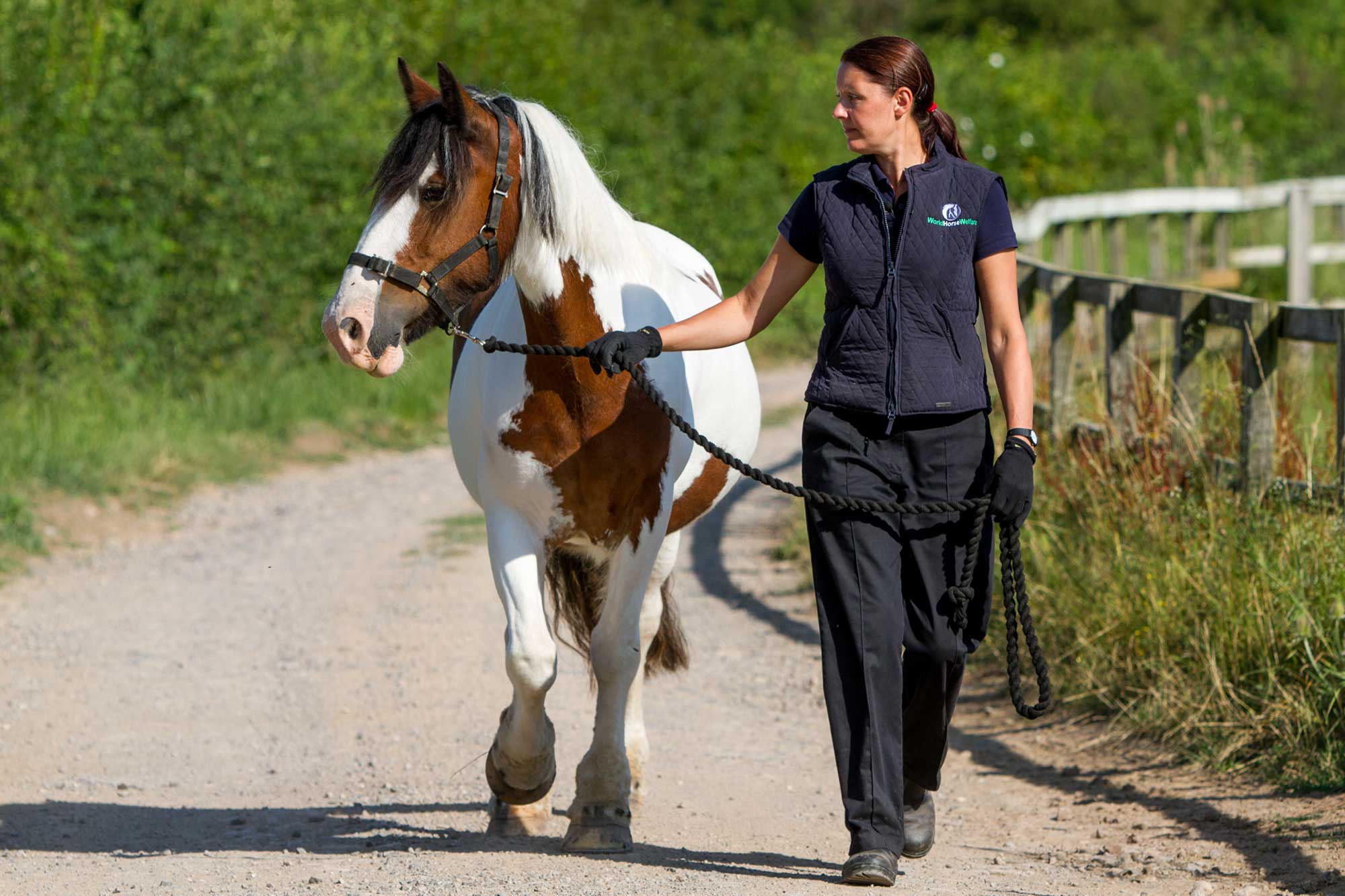 Horse Grazing Muzzle  : Protect Your Horse's Health