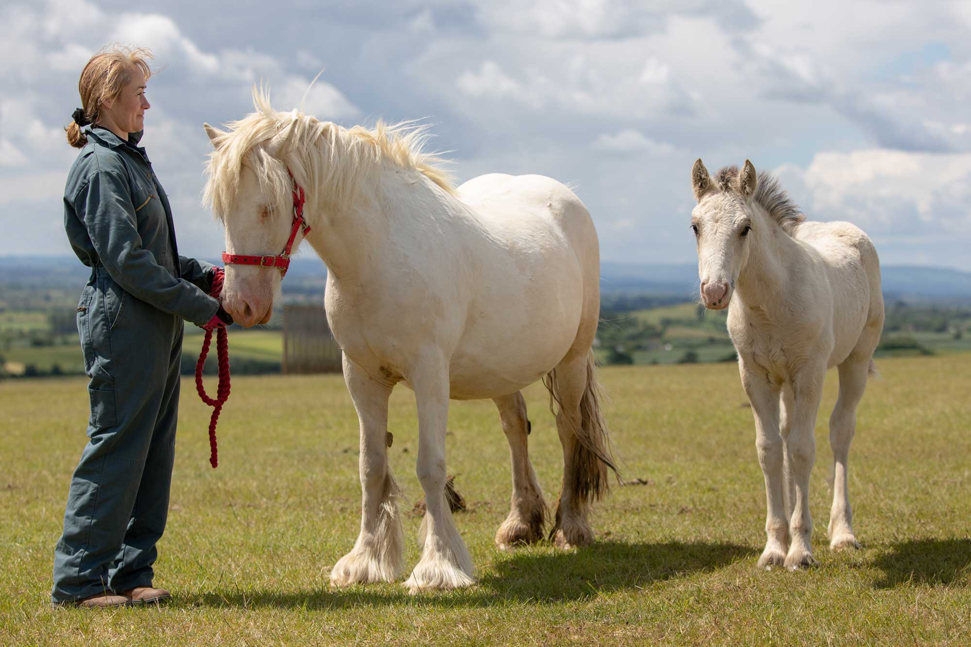What does biosecurity mean and how do you quarantine a new horse?